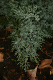 Juniperus sabina 'Rockery Gem' RCP2-2014 060.JPG